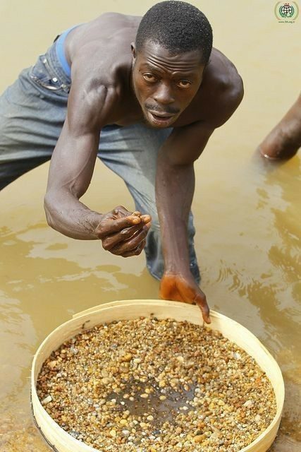 Panned gravel being sifted for gold by hand